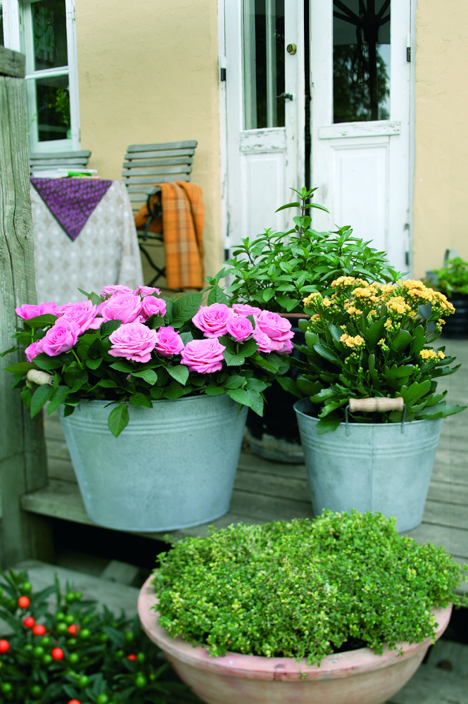 Planter i krukker home & garden