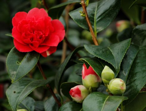 Kamelia home & garden