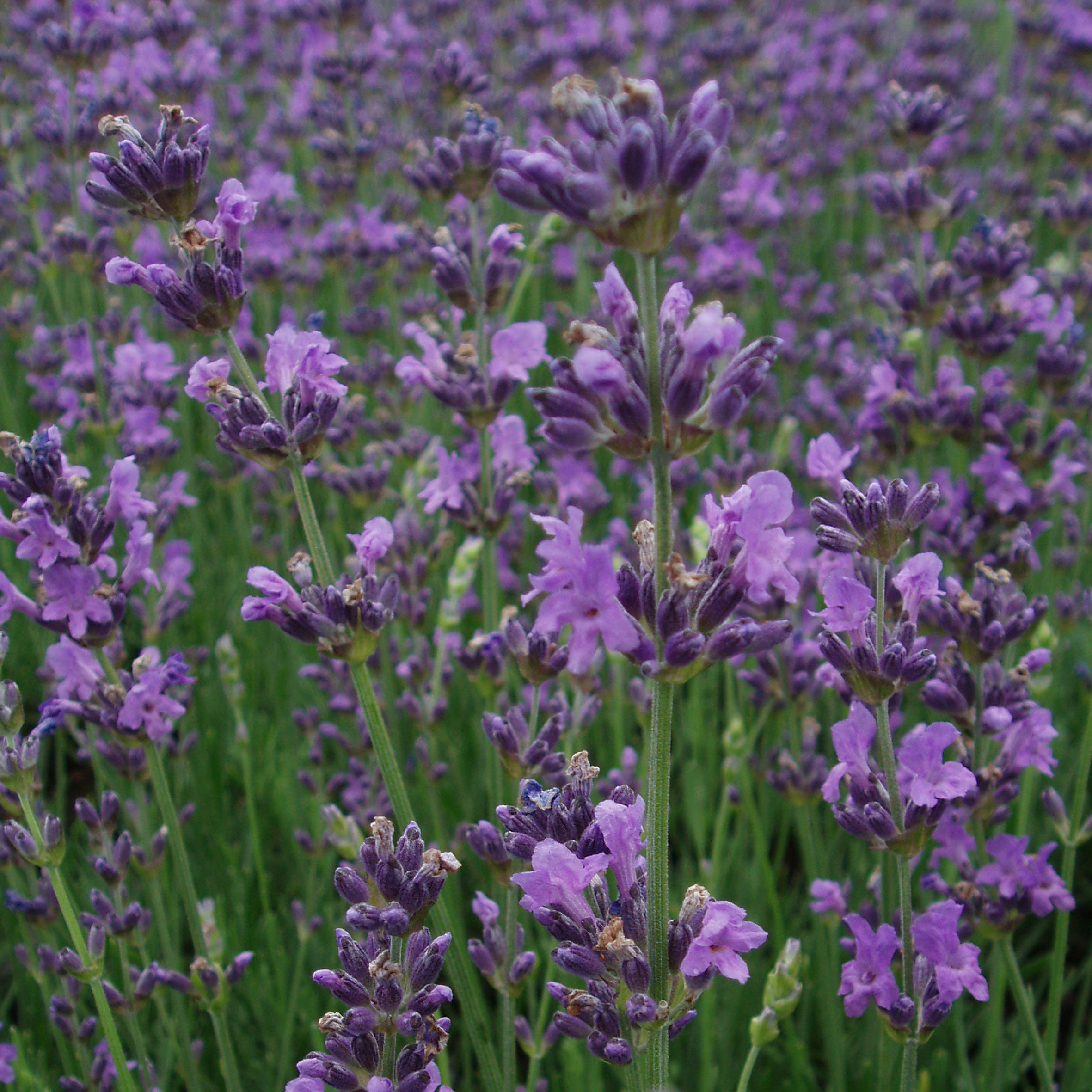 Lavendel snaps home and garden amba Stue lavendel