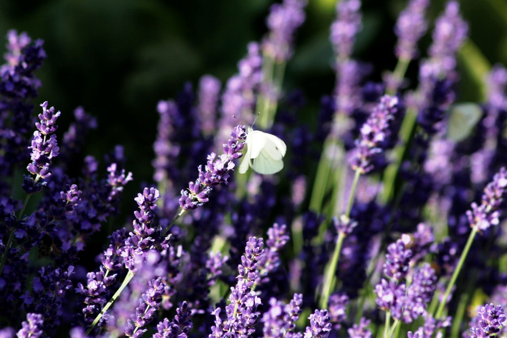 Lavendel snaps home and garden amba Stue lavendel
